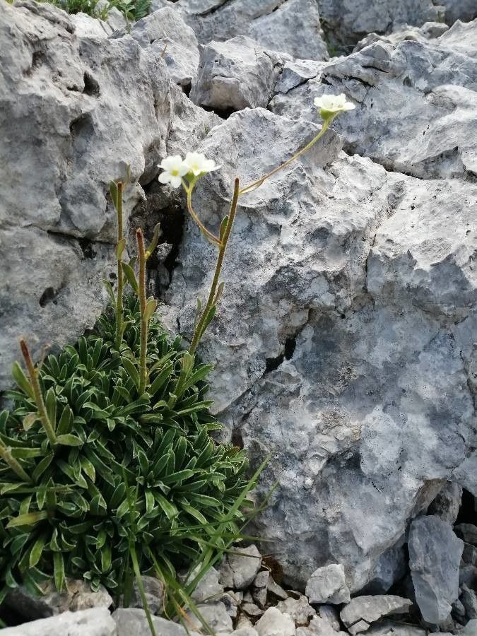 Saxifraga hostii flower