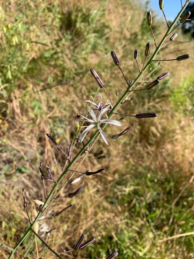 Chlorogalum pomeridianum flower