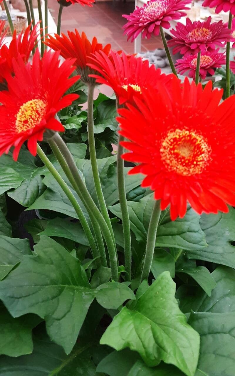 Gerbera leandrii flower
