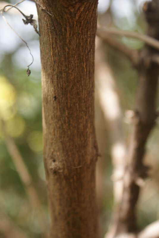 Combretum constrictum bark