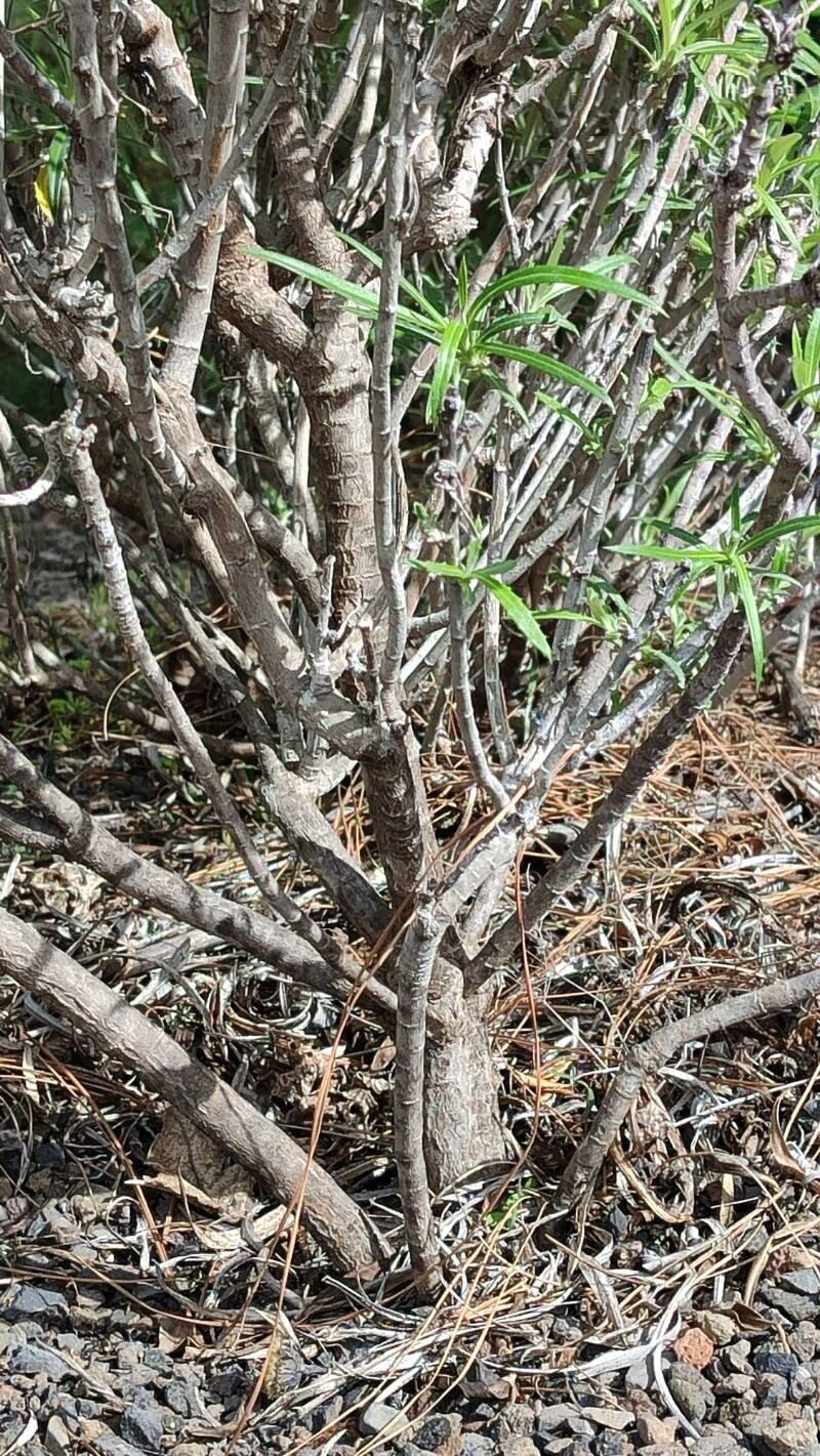 Carlina falcata bark