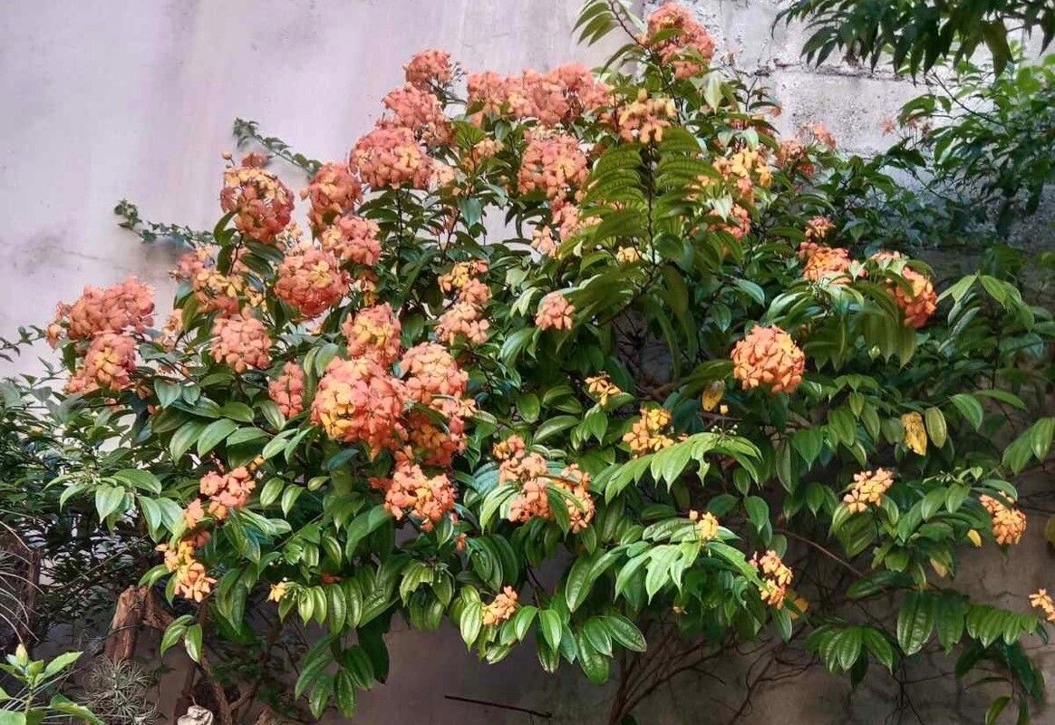 Phanera kockiana flower