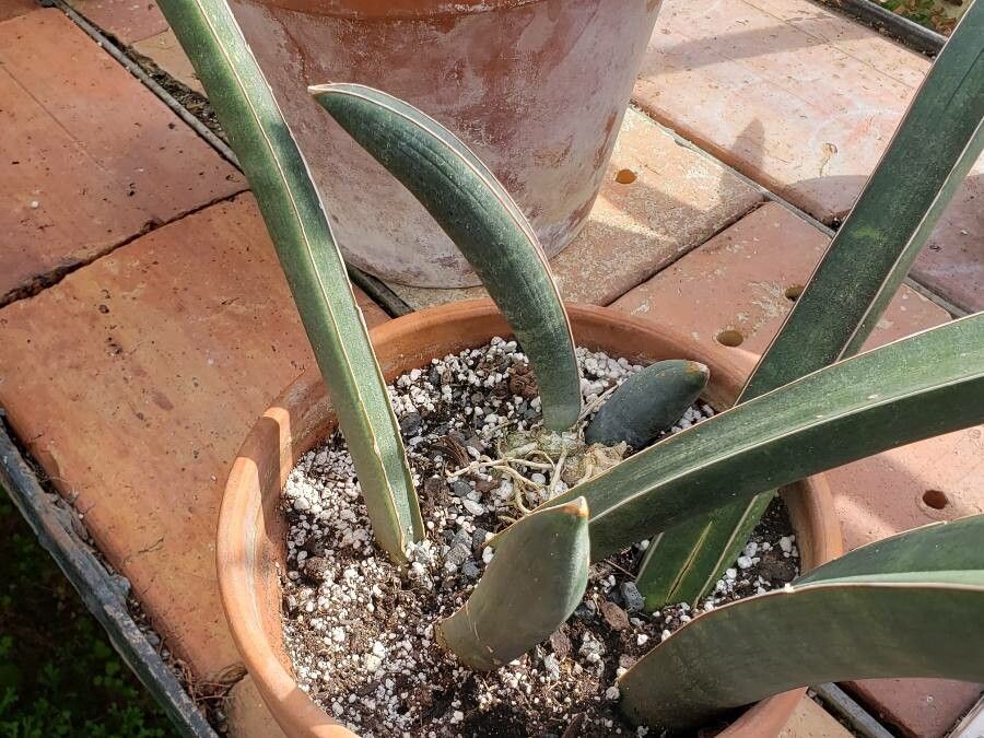 Sansevieria hallii habit