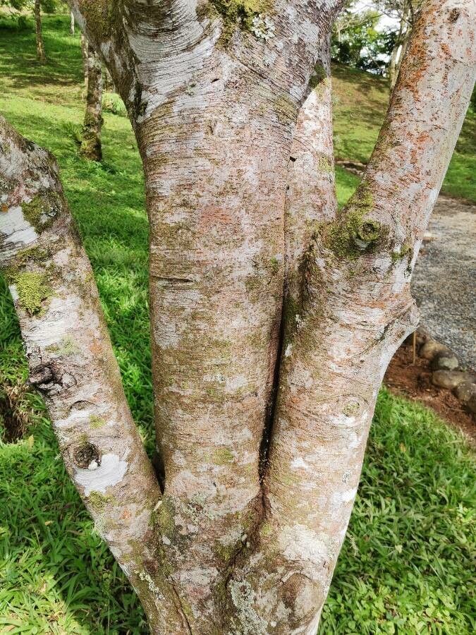 Cassia grandis bark