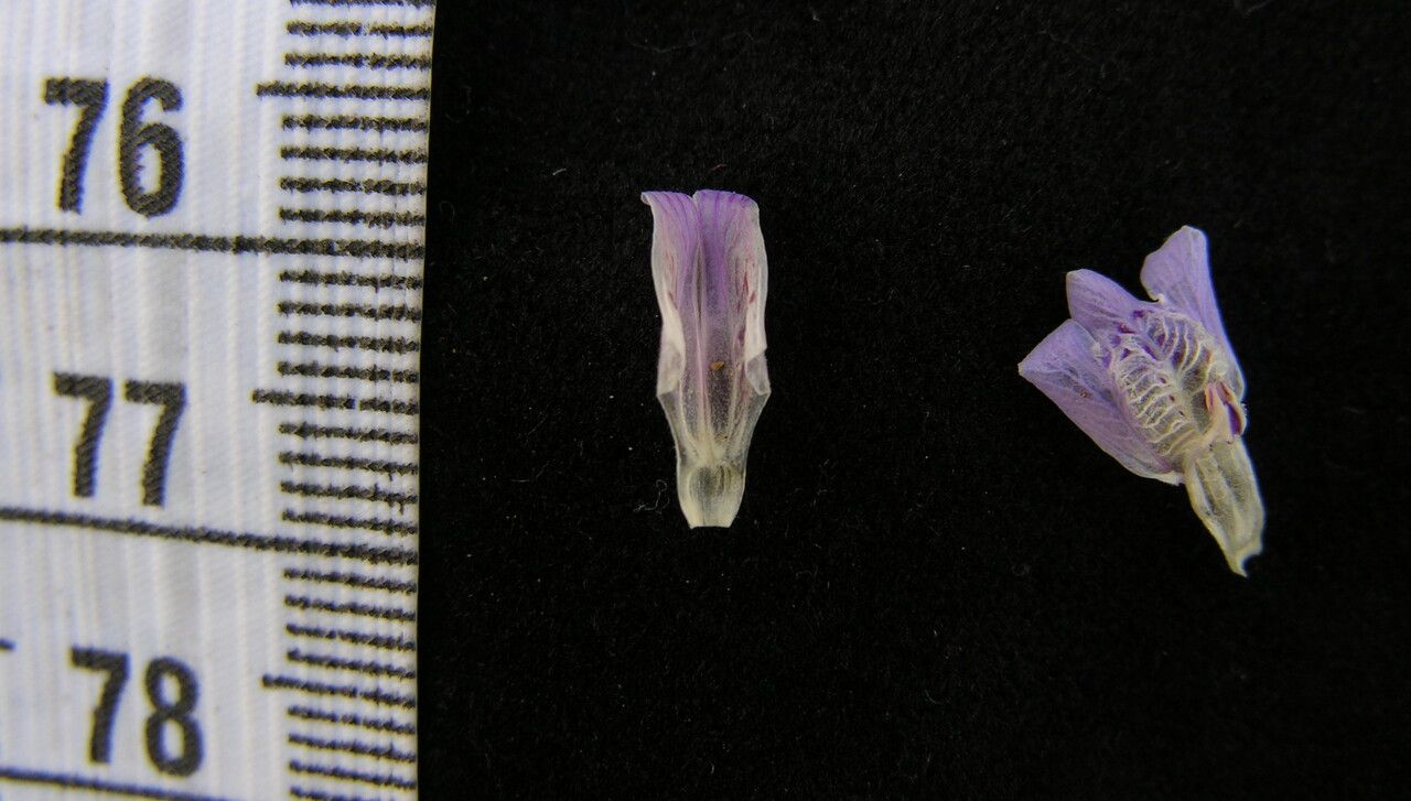 Justicia laevilinguis habit