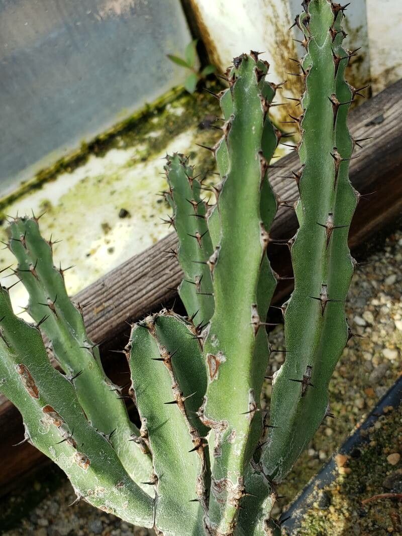 Euphorbia zoutpansbergensis — houseplant care guide