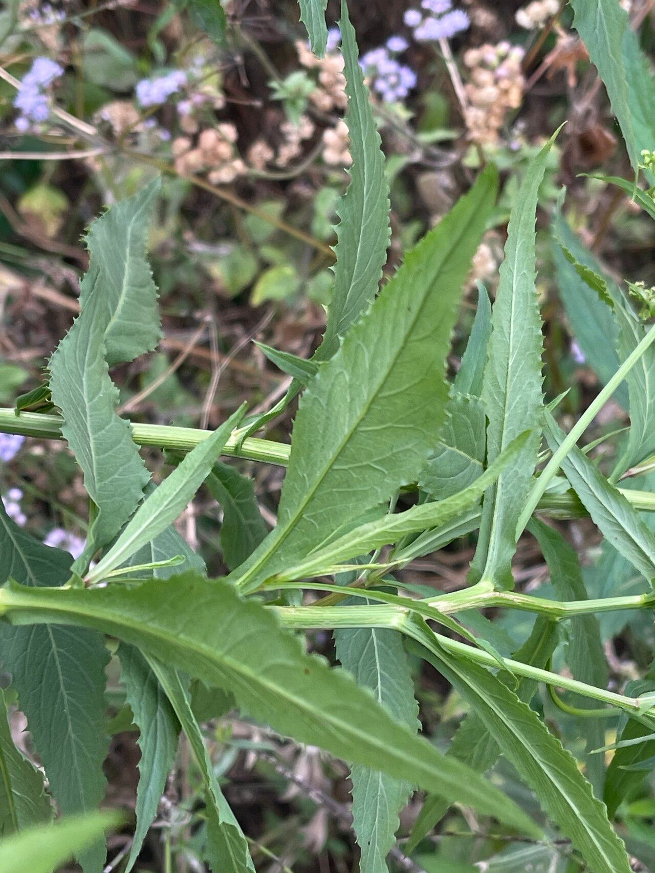 Nidorella attenuata — related species from the same genus