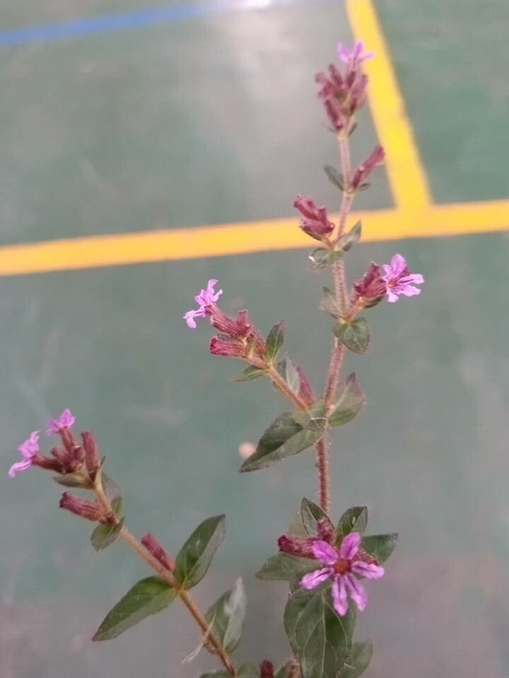 Cuphea acinos flower