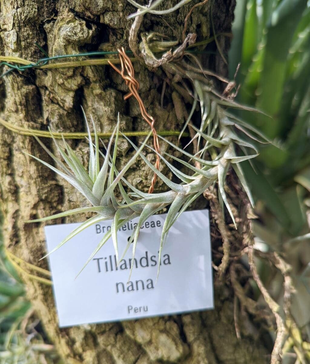 Tillandsia nana leaf