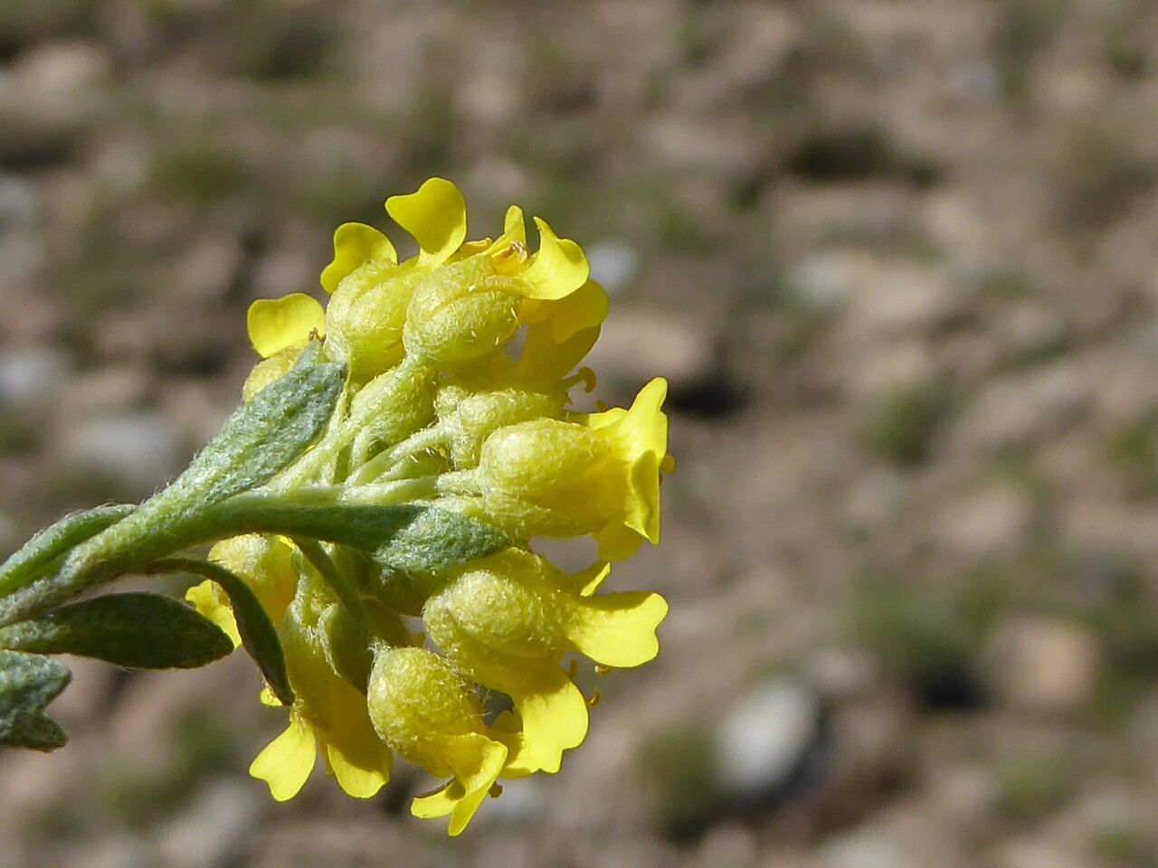 Alyssum cuneifolium flower