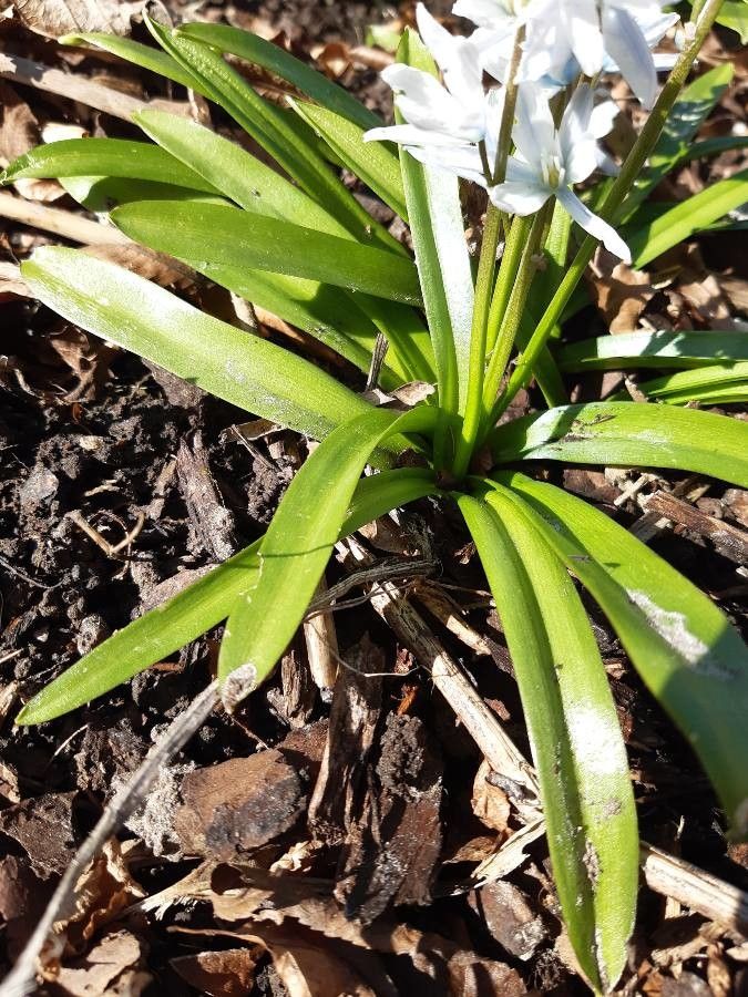 Scilla mischtschenkoana leaf