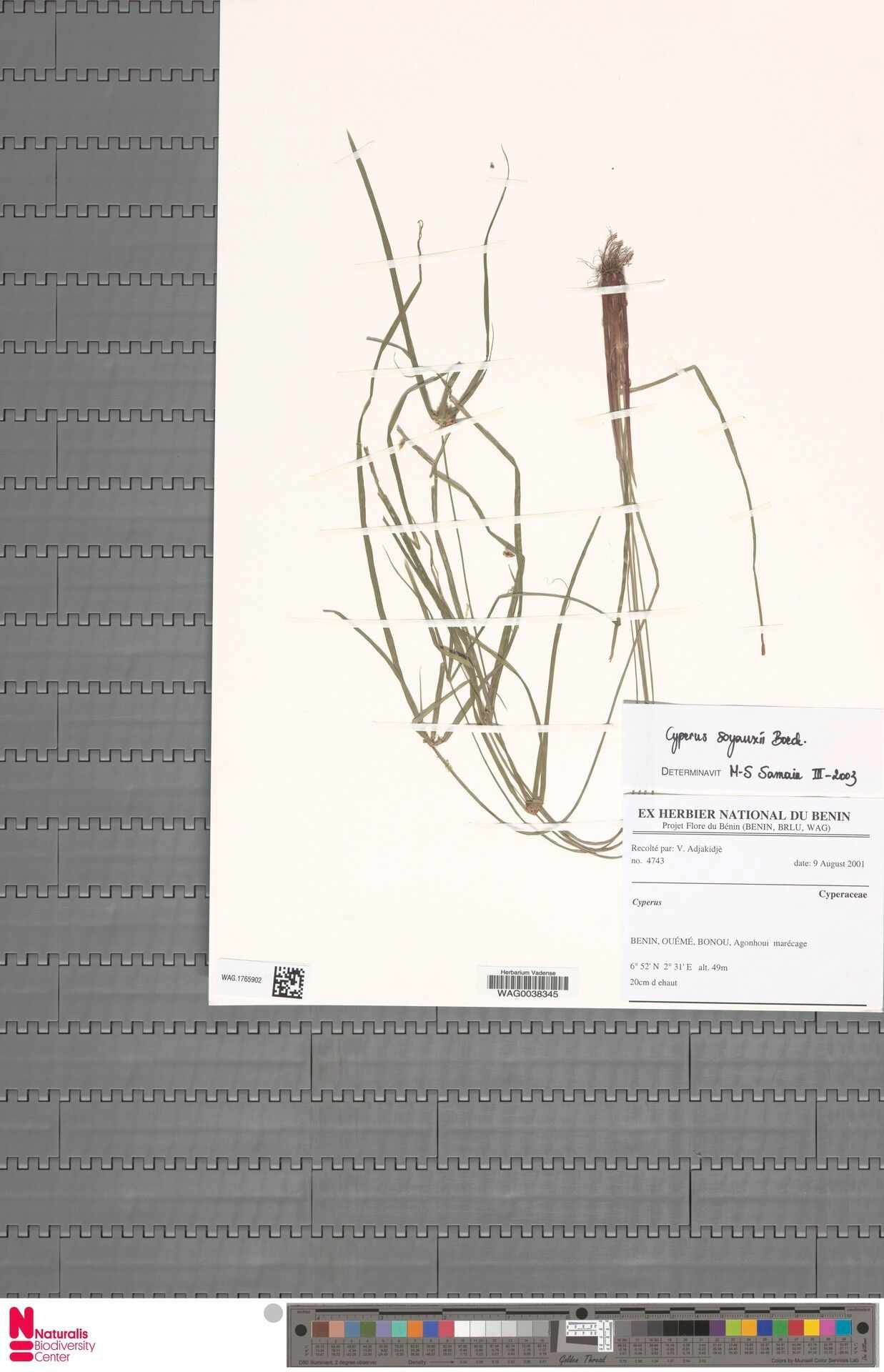 Cyperus soyauxii — houseplant care guide