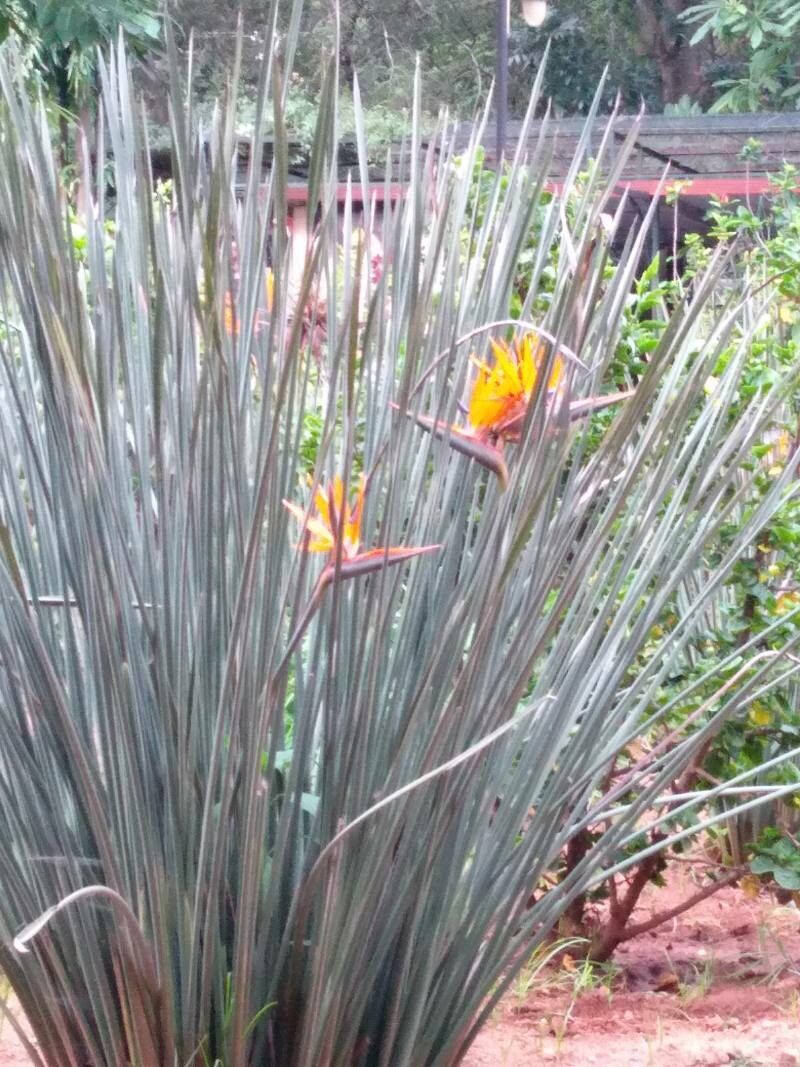 Strelitzia juncea flower