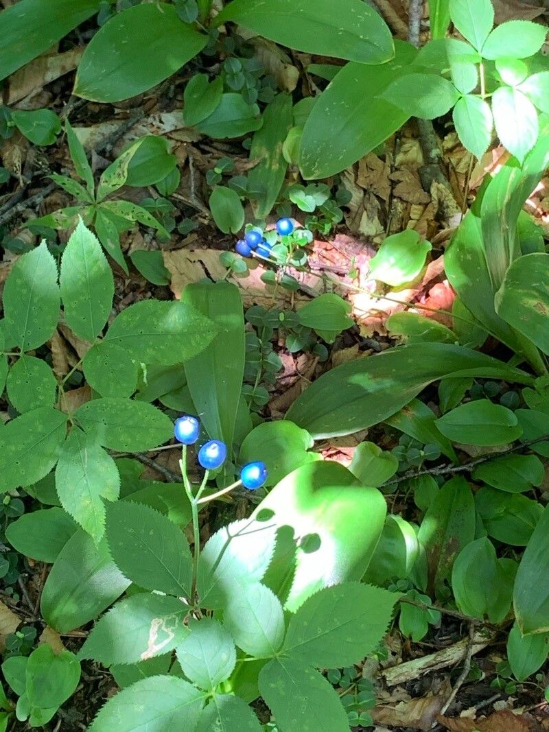 Clintonia borealis fruit