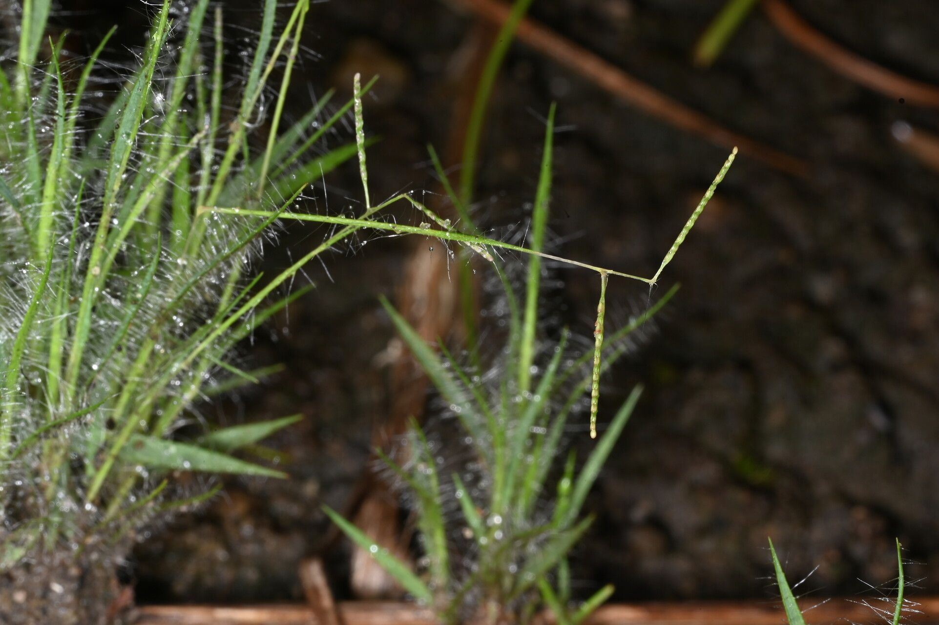 Paspalum parviflorum — search result for 'Paspalum'