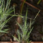 Paspalum parviflorum