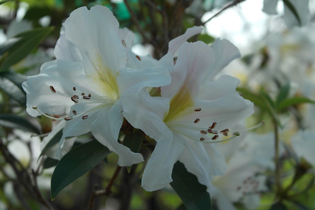 Rhododendron dendricola flower