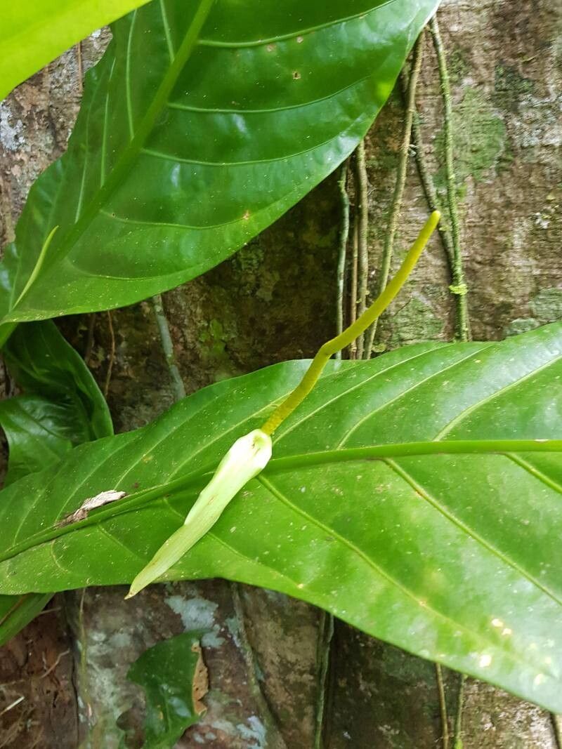 Anthurium fatoense flower