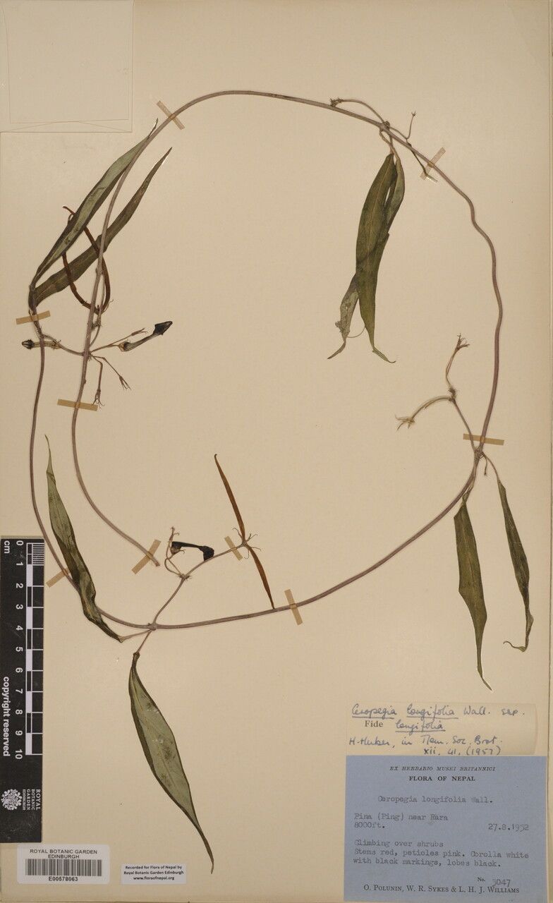 Ceropegia longifolia other