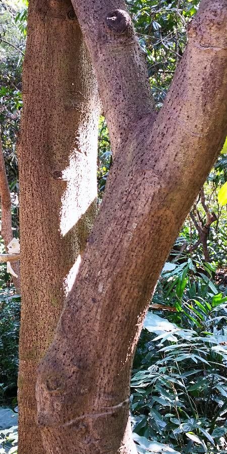 Cinnamomum bejolghota bark