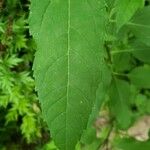 Helianthus decapetalus