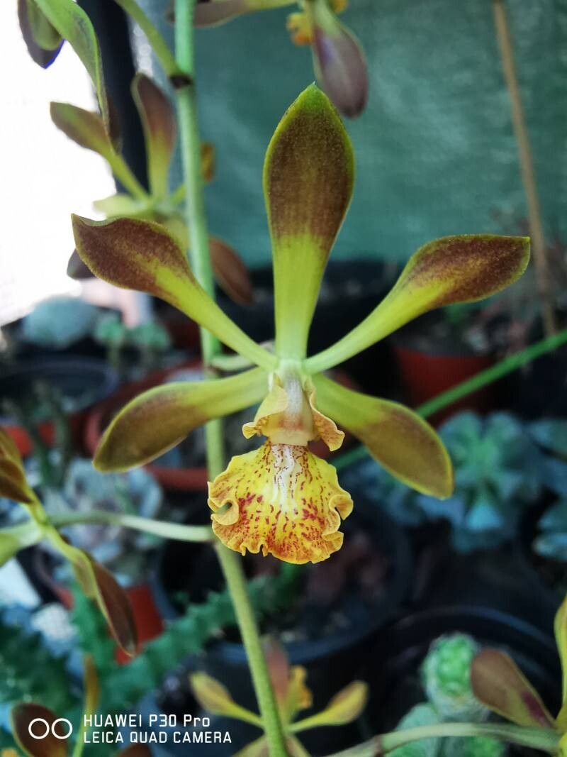 Encyclia parviflora — houseplant care guide