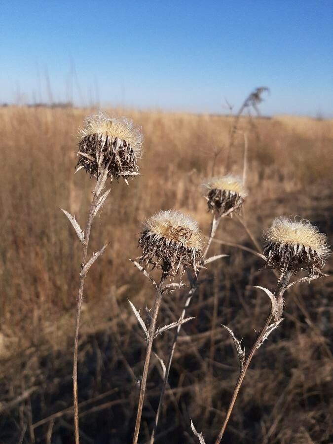Carlina biebersteinii fruit