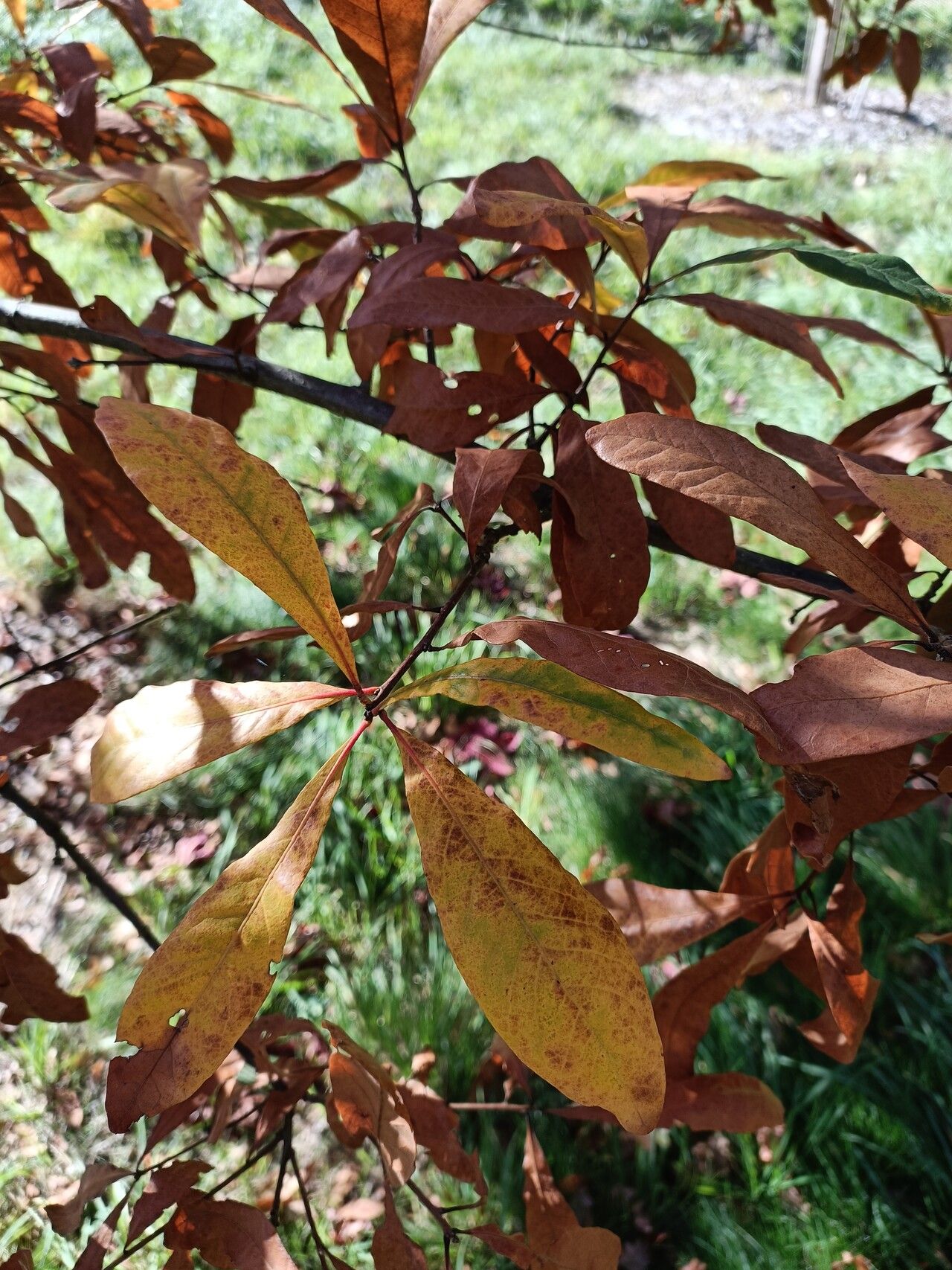Quercus oglethorpensis leaf