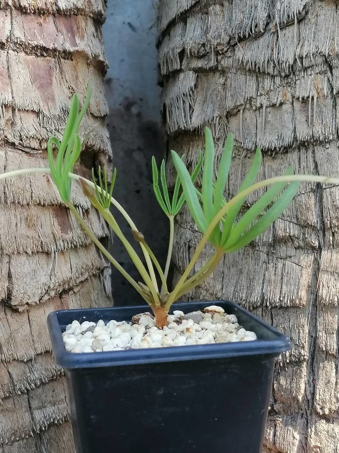 Oxalis decaphylla leaf