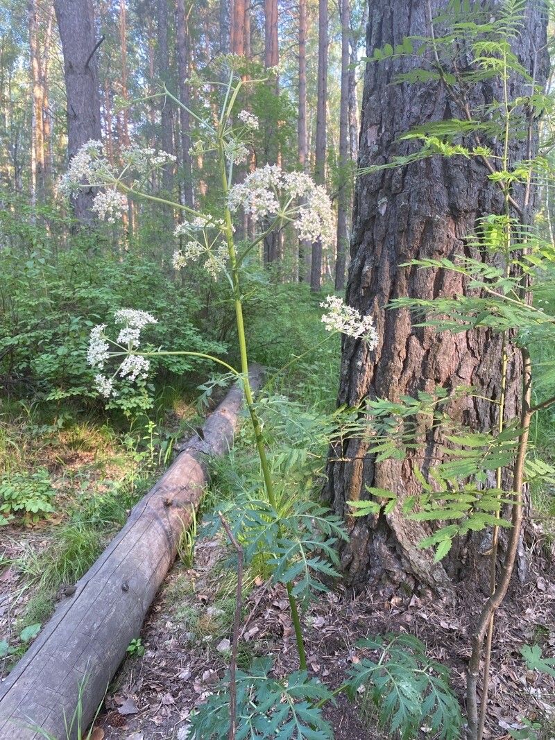 Pleurospermum uralense habit