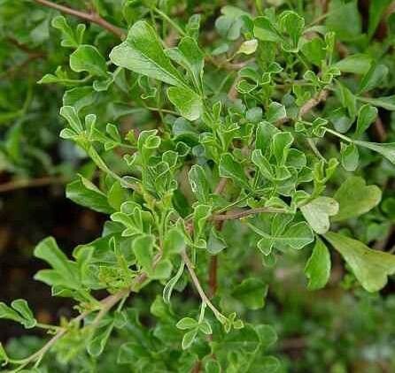 Searsia lucens — houseplant care guide