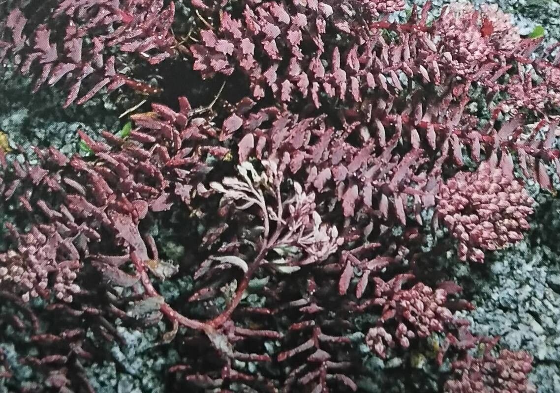 Hylotelephium tatarinowii — houseplant care guide