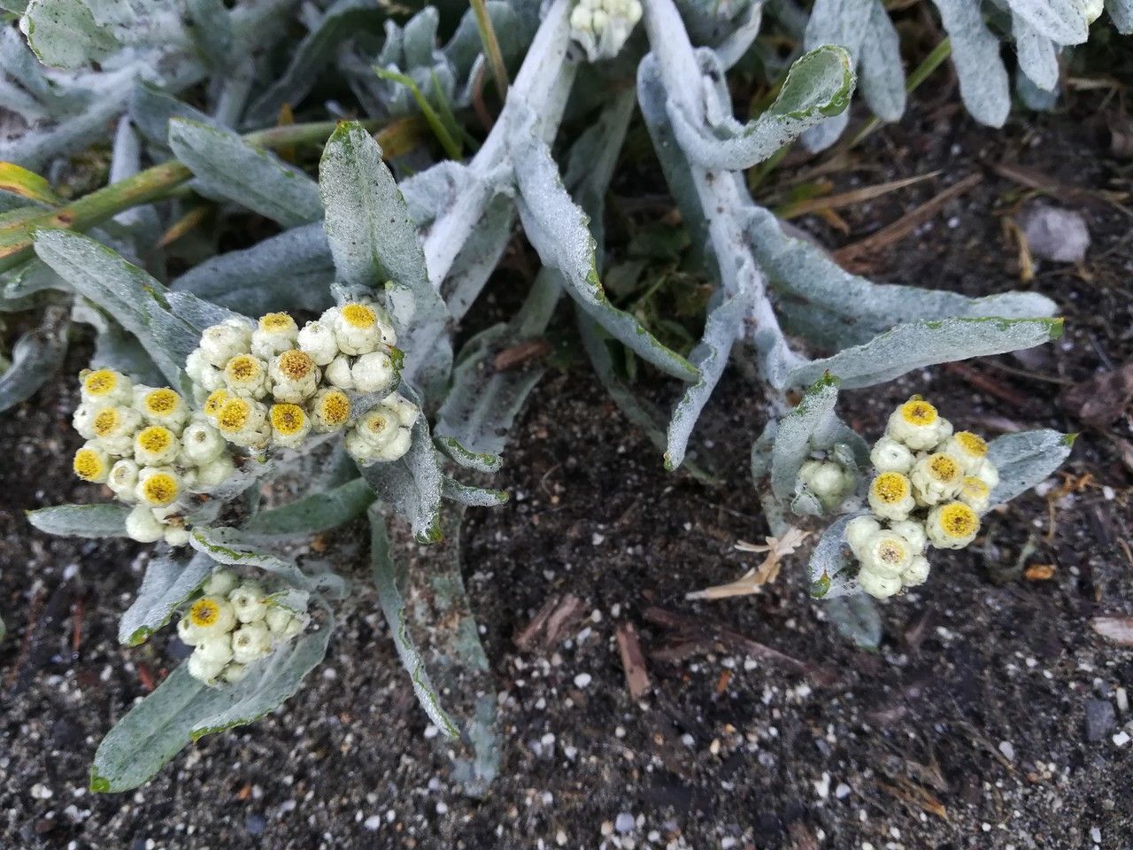 Pseudognaphalium stramineum flower
