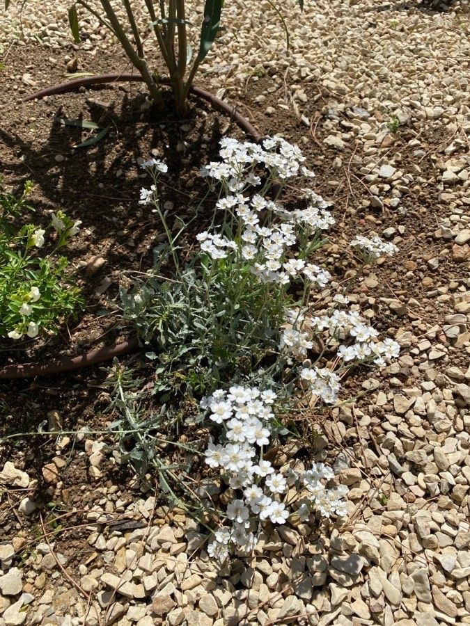 Achillea umbellata habit