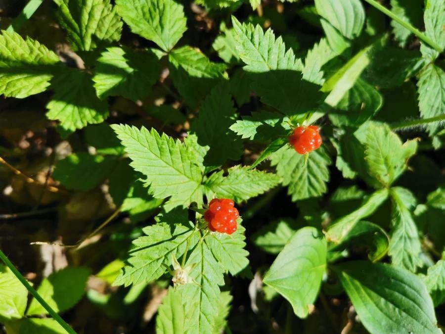 Rubus pubescens fruit