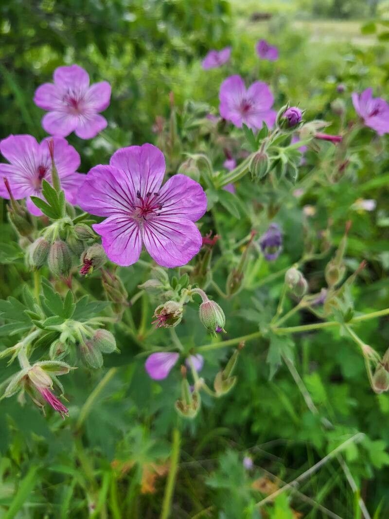 Geranium viscosissimum flower