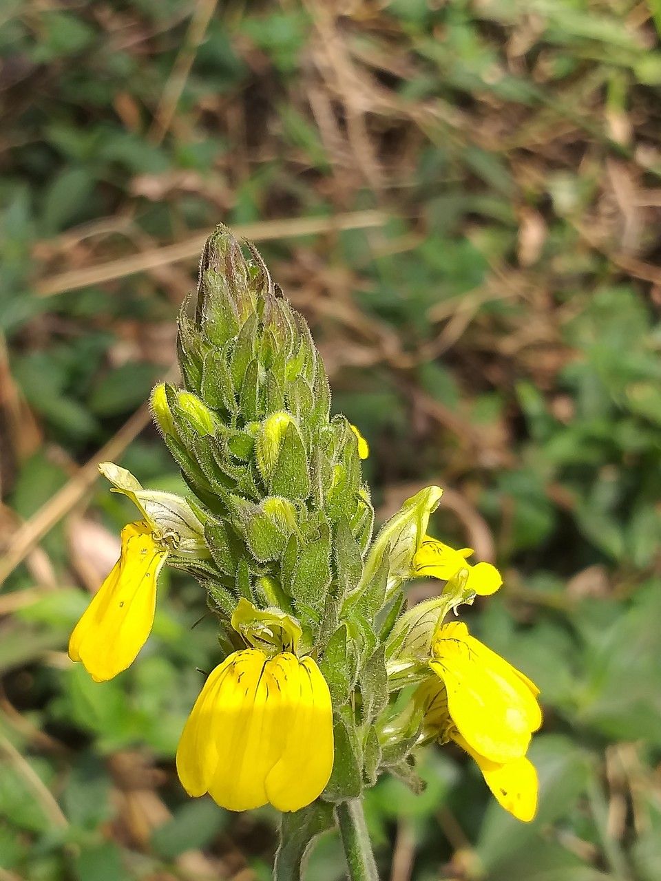 Justicia flava flower