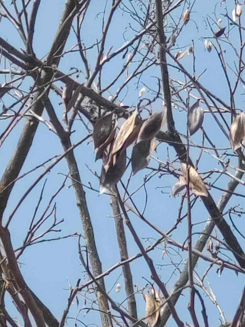 Peltophorum dubium fruit