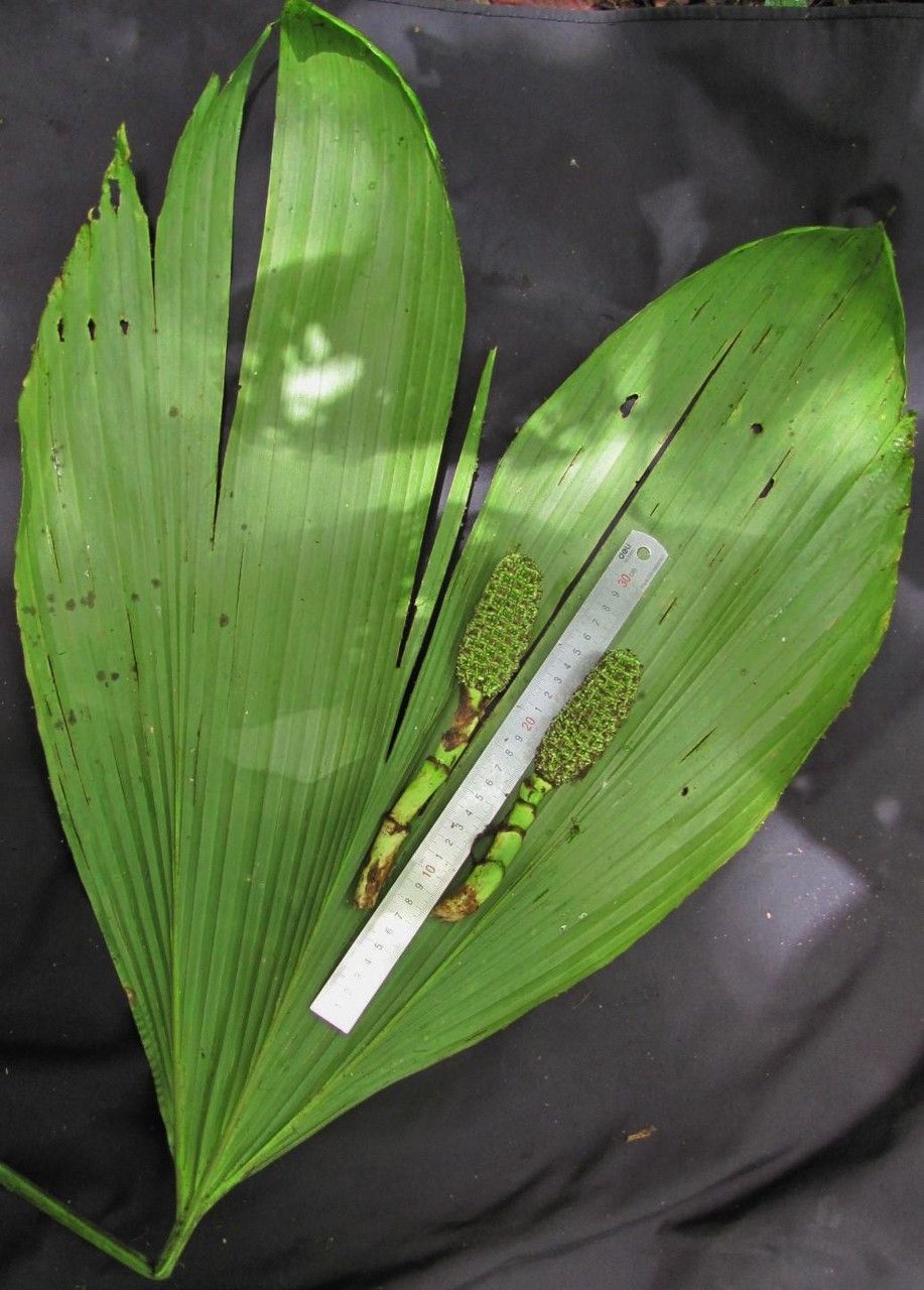 Asplundia alata leaf