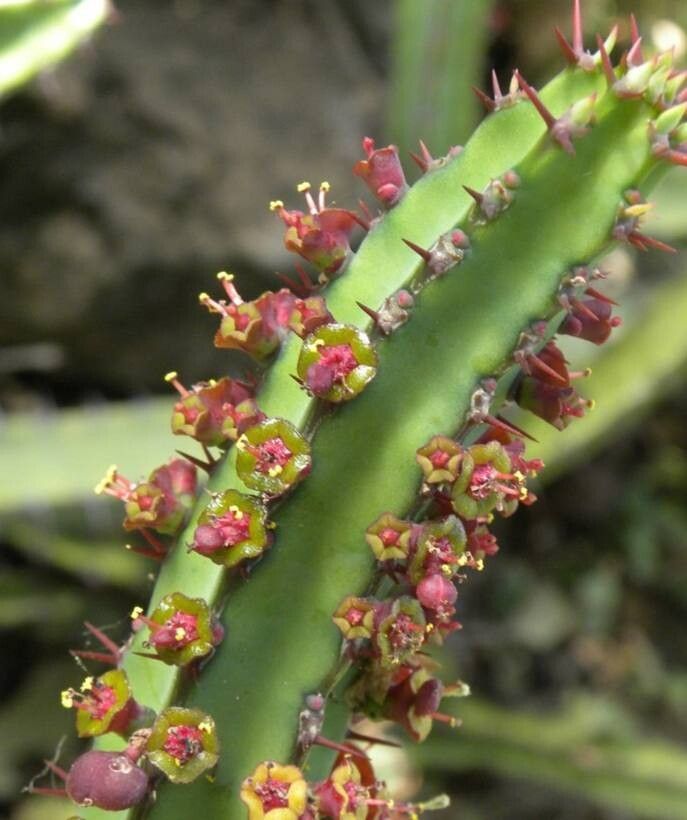 Euphorbia vulcanorum — houseplant care guide