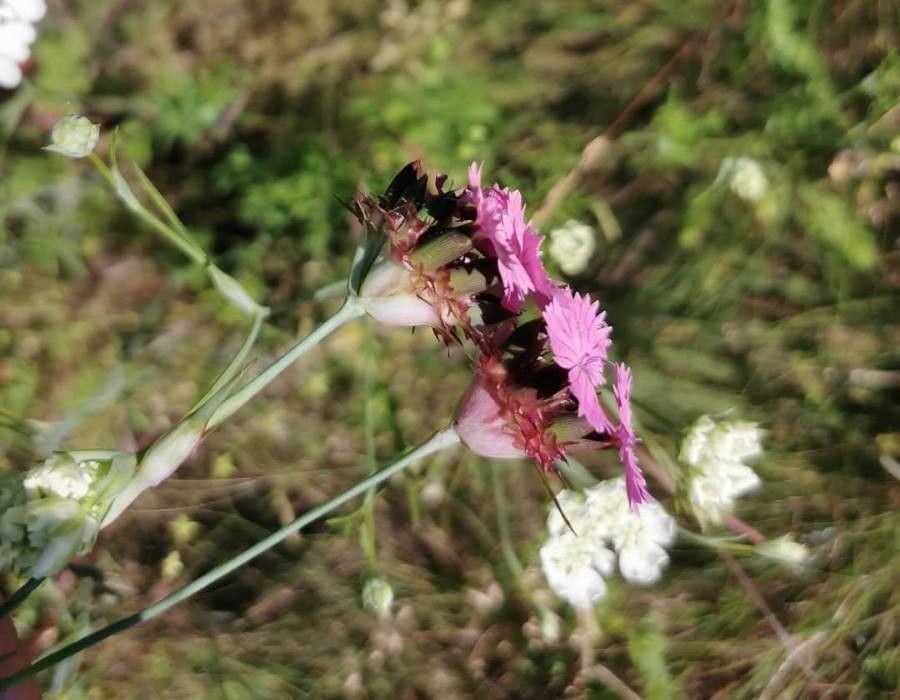 Dianthus andrzejowskianus flower