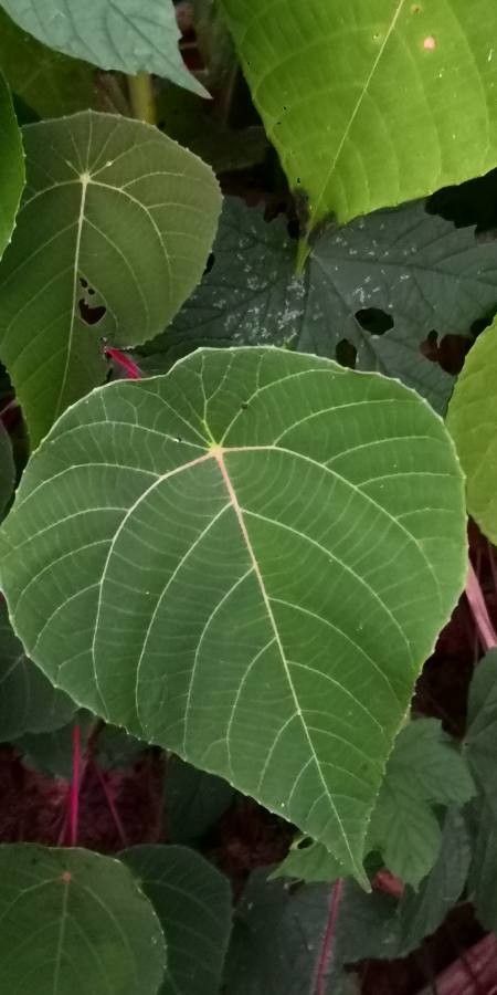 Mallotus barbatus leaf