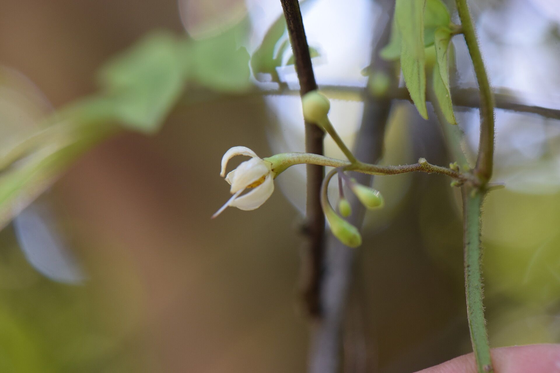 Solanum skutchii flower