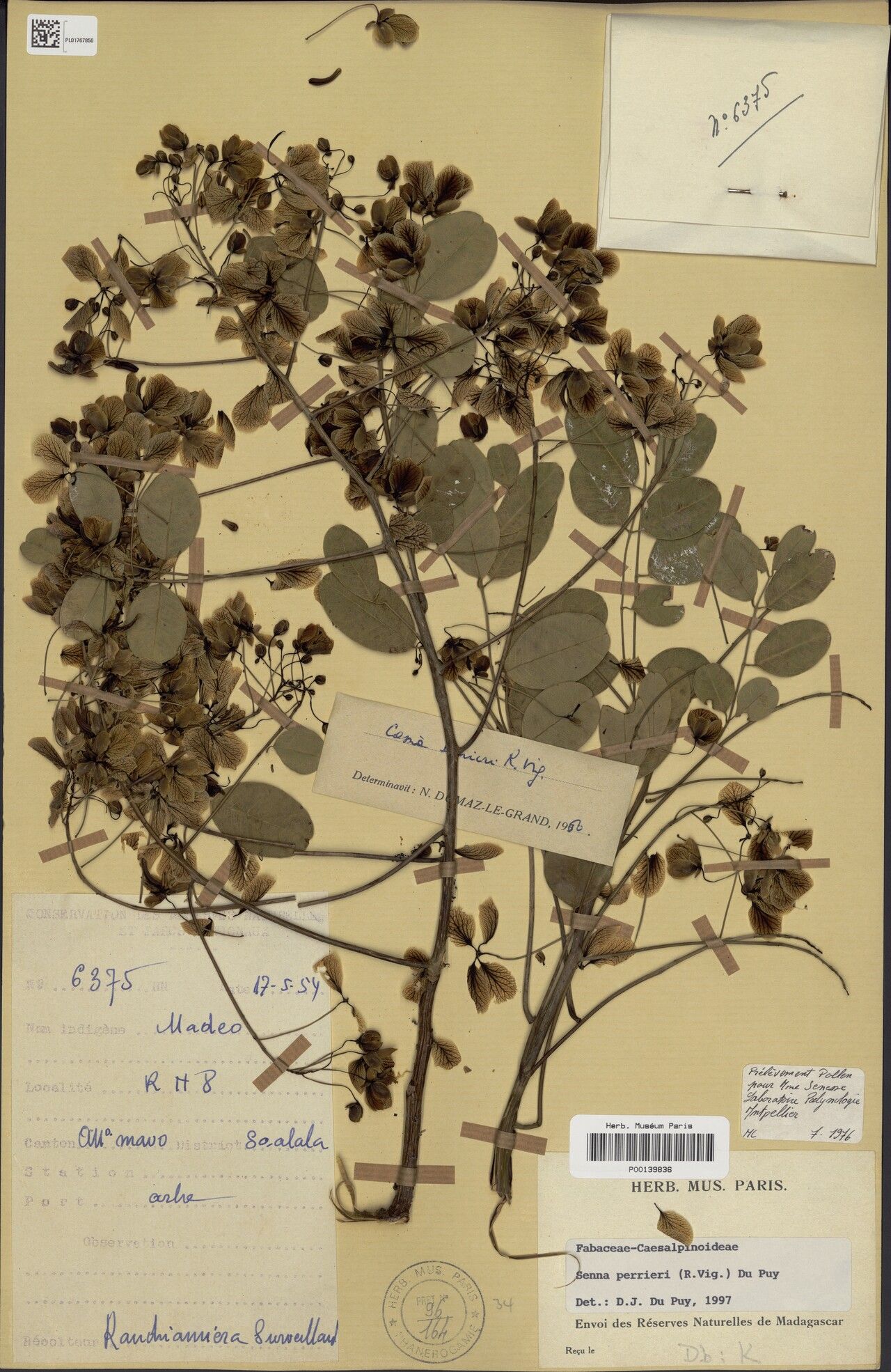 Senna perrieri — search result for 'Senna'