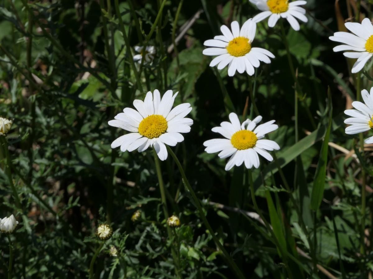 Leucanthemum pluriflorum flower