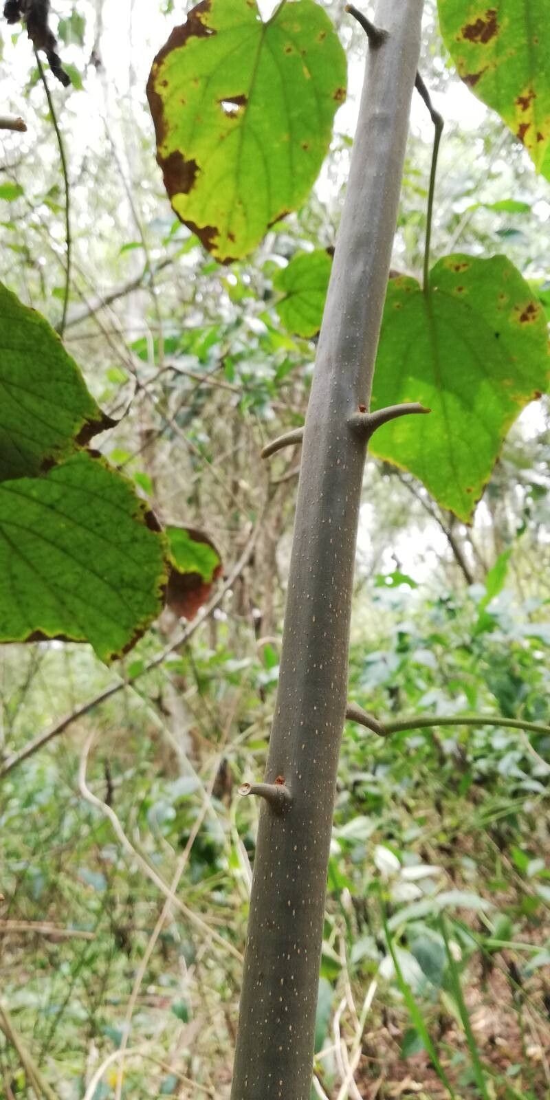 Clerodendrum welwitschii bark