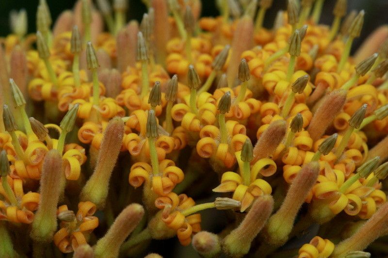 Parsonsia edulis habit