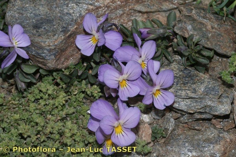 Viola crassiuscula habit
