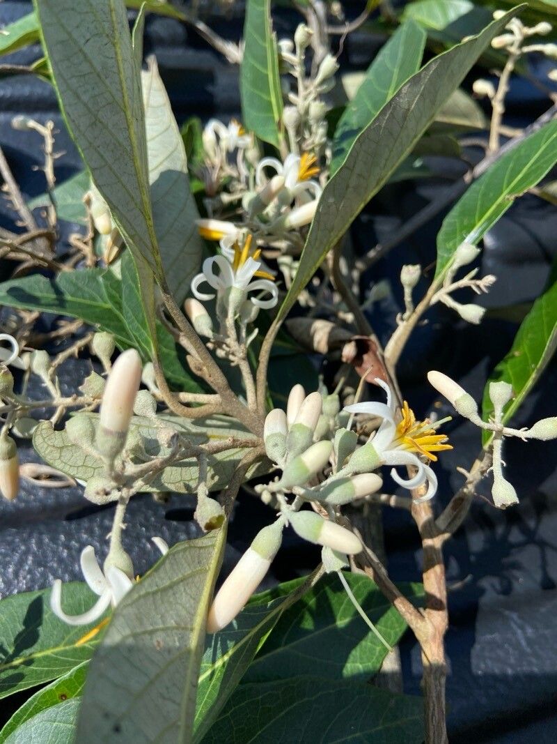 Styrax argenteus flower