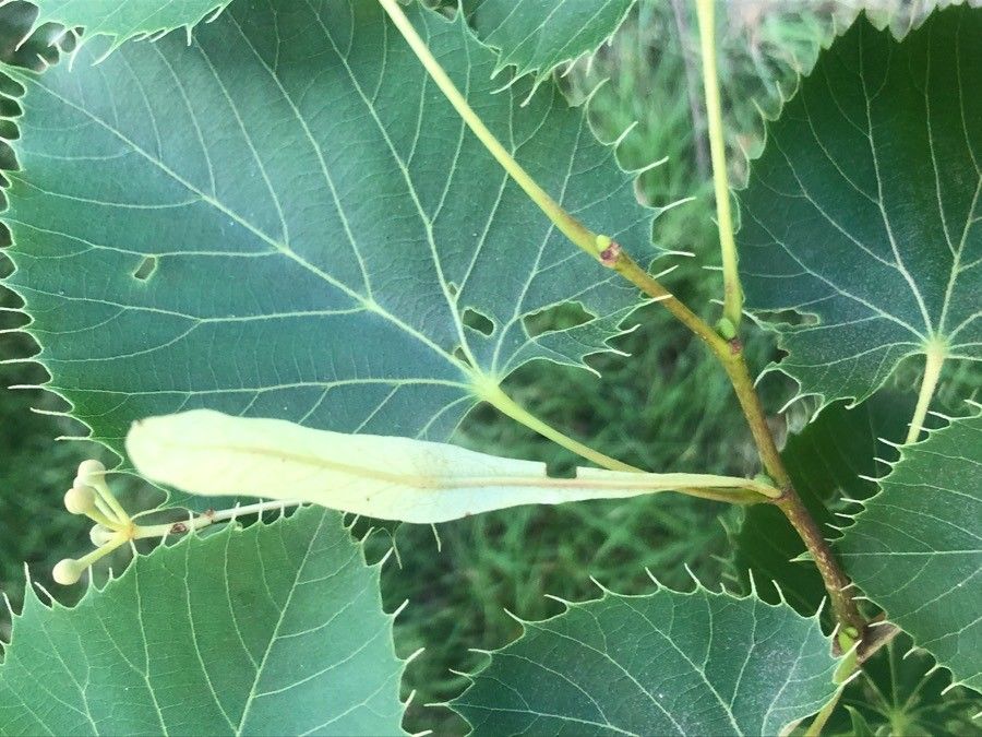 Tilia henryana leaf
